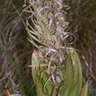 (9) Auflösung des letzten Wochenendrätsels: Die BOCKS-RIEMENZUNGE (HIMANTOGLOSSUM HIRCINUM))