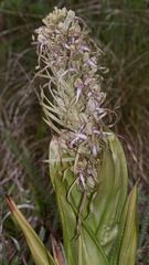 (9) Auflösung des letzten Wochenendrätsels: Die BOCKS-RIEMENZUNGE (HIMANTOGLOSSUM HIRCINUM))