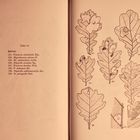 (9) Blattminen - Tischeria ekebladella / M. Hering ...