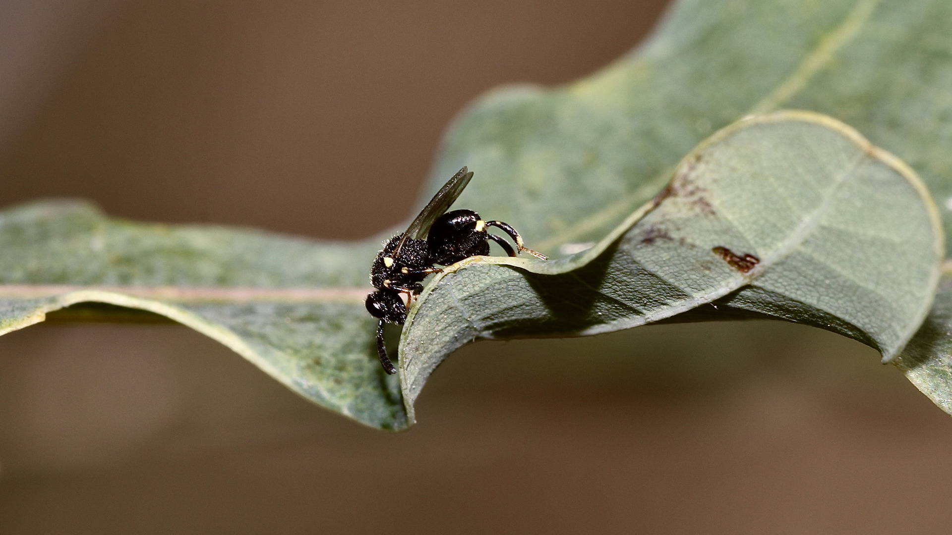 (9) BRACHYMERIA MINUTA ...