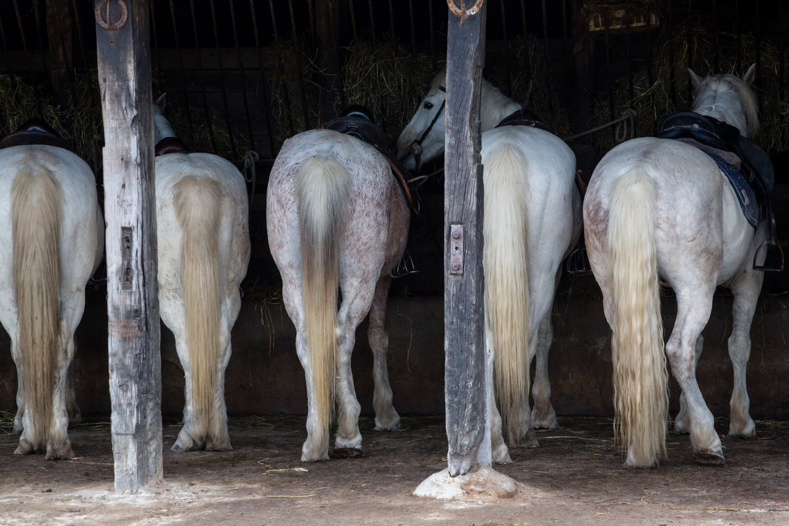 9 Chevaux de Camargue à l'écurie