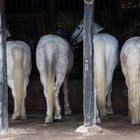 9 Chevaux de Camargue à l'écurie