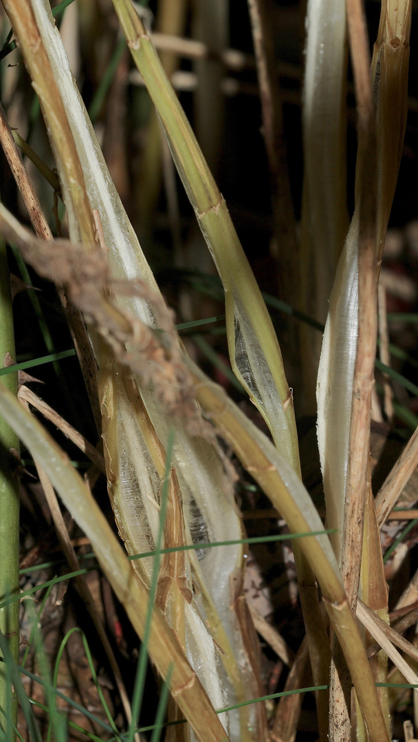 (9) Das seltene BANDEIS (ice ribbons, ein Basikryogen) im Garten !!!