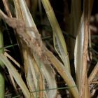 (9) Das seltene BANDEIS (ice ribbons, ein Basikryogen) im Garten !!!