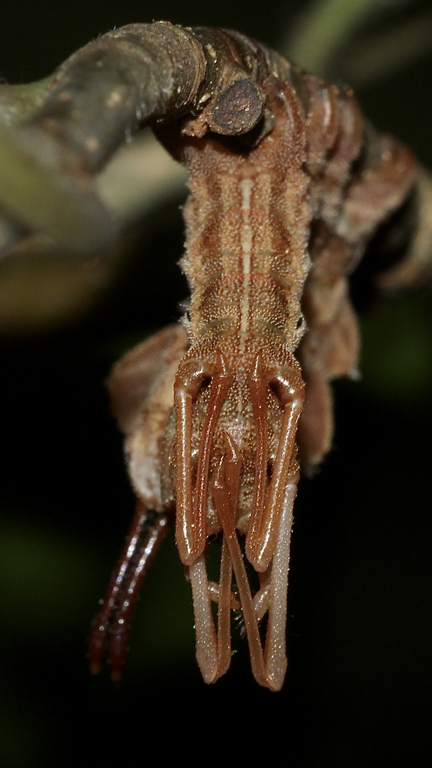 (9) Der Buchen-(Zahn-)Spinner, Raupe im 3. Larvenstadium = L3