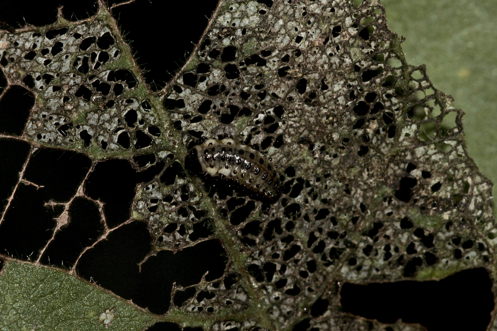 (9) DER GROSSE PAPPELBLATTKÄFER (CHRYSOMELA POPULI)