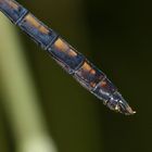 (9) Der Kleine Blaupfeil (Orthetrum coerulescens) - Fortsetzung von 2021