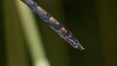 (9) Der Kleine Blaupfeil (Orthetrum coerulescens) - Fortsetzung von 2021