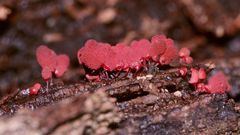 (9) Der Schleim"pilz" ARCYRIA DENUDATA