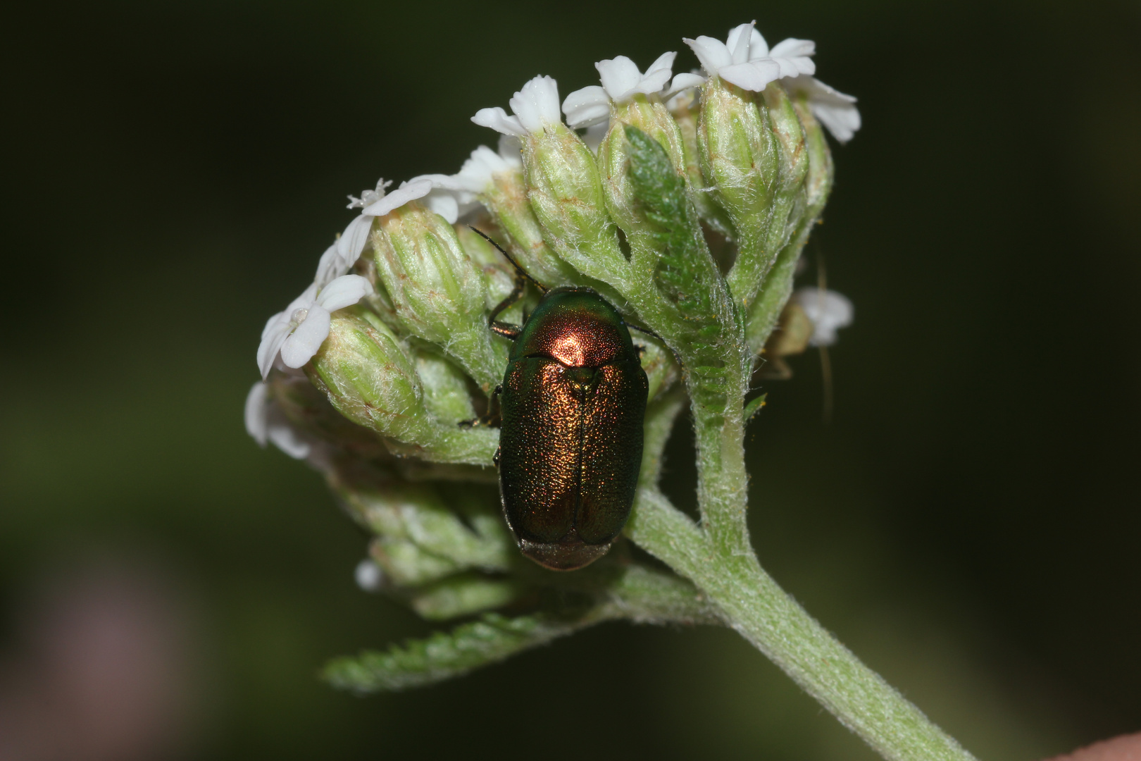 (9) Der Seidenhaarige Fallkäfer (Cryptocephalus sericeus)