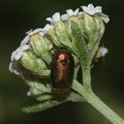 (9) Der Seidenhaarige Fallkäfer (Cryptocephalus sericeus)