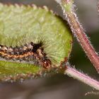 (9) Die Ampfer-Rindeneule (Acronicta rumicis)