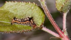 (9) Die Ampfer-Rindeneule (Acronicta rumicis)