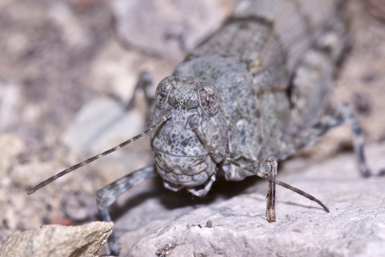 (9) Die Blauflügelige Sandschrecke (Sphingonotus caerulans) ...