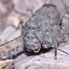 (9) Die Blauflügelige Sandschrecke (Sphingonotus caerulans) ...