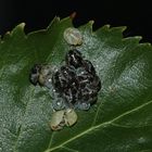 (9) Die Entwicklung der Rotbeinigen Baumwanze (Pentatoma rufipes)