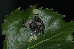 (9) Die Entwicklung der Rotbeinigen Baumwanze (Pentatoma rufipes)