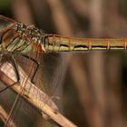 (9) Die Frühe Heidelibelle (Sympetrum fonscolombii)