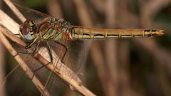 (9) Die Frühe Heidelibelle (Sympetrum fonscolombii)