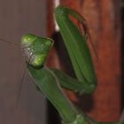 (9) Die Gemeine oder Europäische GOTTESANBETERIN (Mantis religiosa)