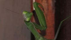 (9) Die Gemeine oder Europäische GOTTESANBETERIN (Mantis religiosa)