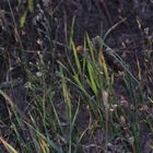 (9) Die Gemeine Sichelschrecke (Phaneroptera falcata)
