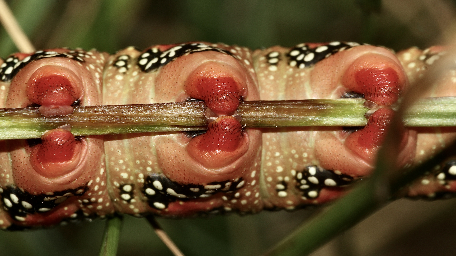 (9) Die knallbunte Raupe des Wolfsmilchschwärmers (Hyles euphorbiae), ...