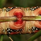 (9) Die knallbunte Raupe des Wolfsmilchschwärmers (Hyles euphorbiae), ...