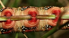 (9) Die knallbunte Raupe des Wolfsmilchschwärmers (Hyles euphorbiae), ...