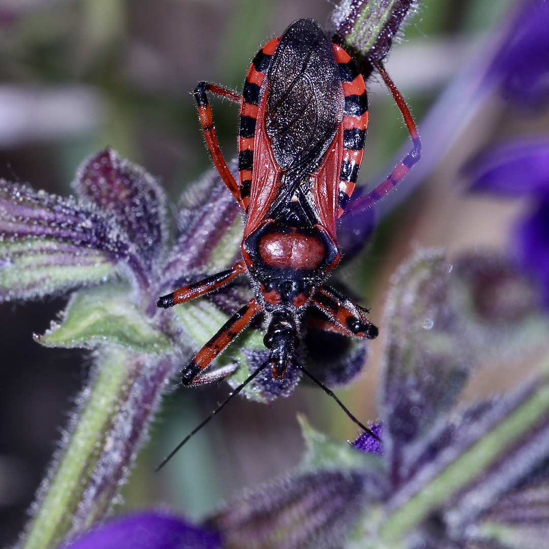 (9) Die Rote Mordwanze (Rhynocoris iracundus) ...