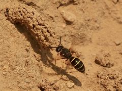 (9) Die seltene SCHORNSTEINWESPE ODYNERUS SPINIPES