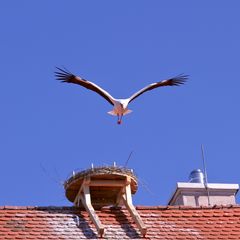 (9) Die Störche sind zurück ...