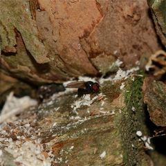 9 -- Ectemnius-Grabwespen-Bau, Minettia longipennis (ca. 4mm Körperlänge) als Nutznießer?