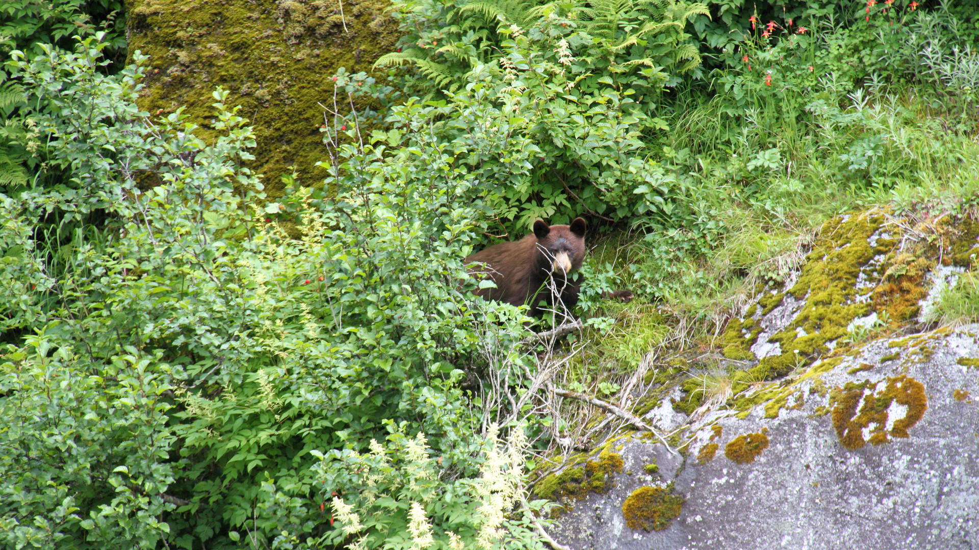 9. Ein Braunbär geht am Ufer entlang, auf Nahrungssuche