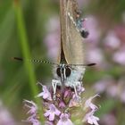 (9) Ein Pärchen des Kreuzdorn-Zipfelfalters (Satyrium = Thekla) spini 