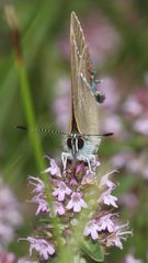 (9) Ein Pärchen des Kreuzdorn-Zipfelfalters (Satyrium = Thekla) spini 