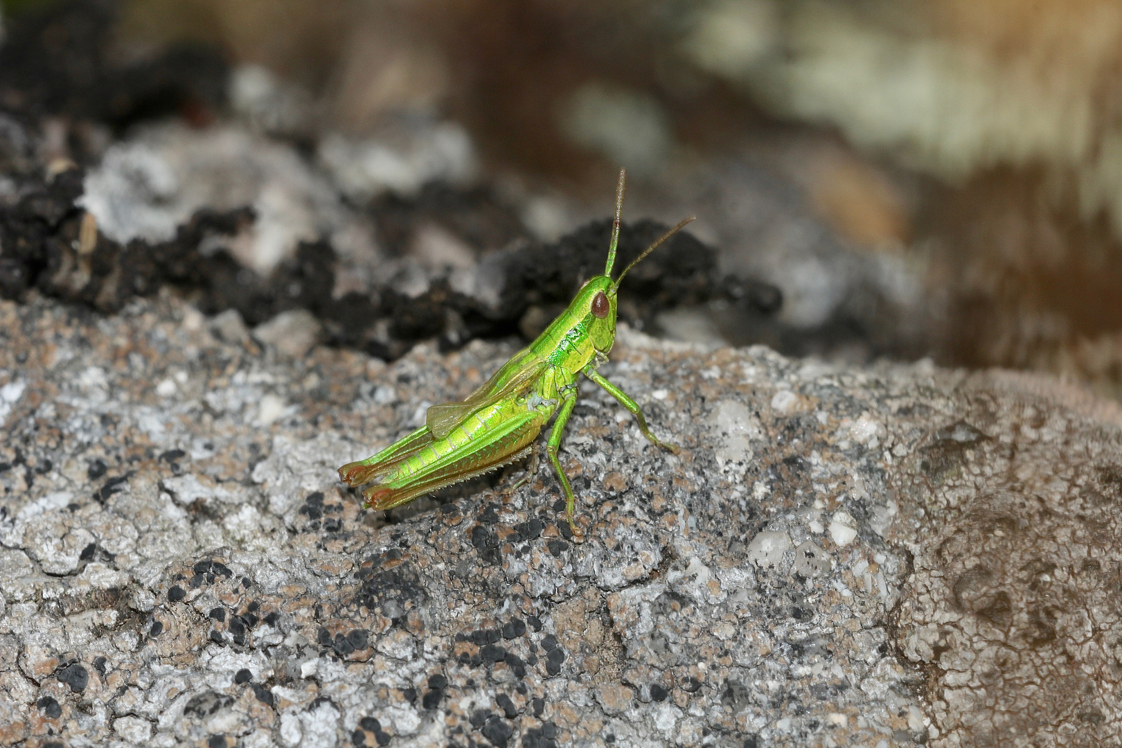 (9) Ein schöner Flechtenfelsen