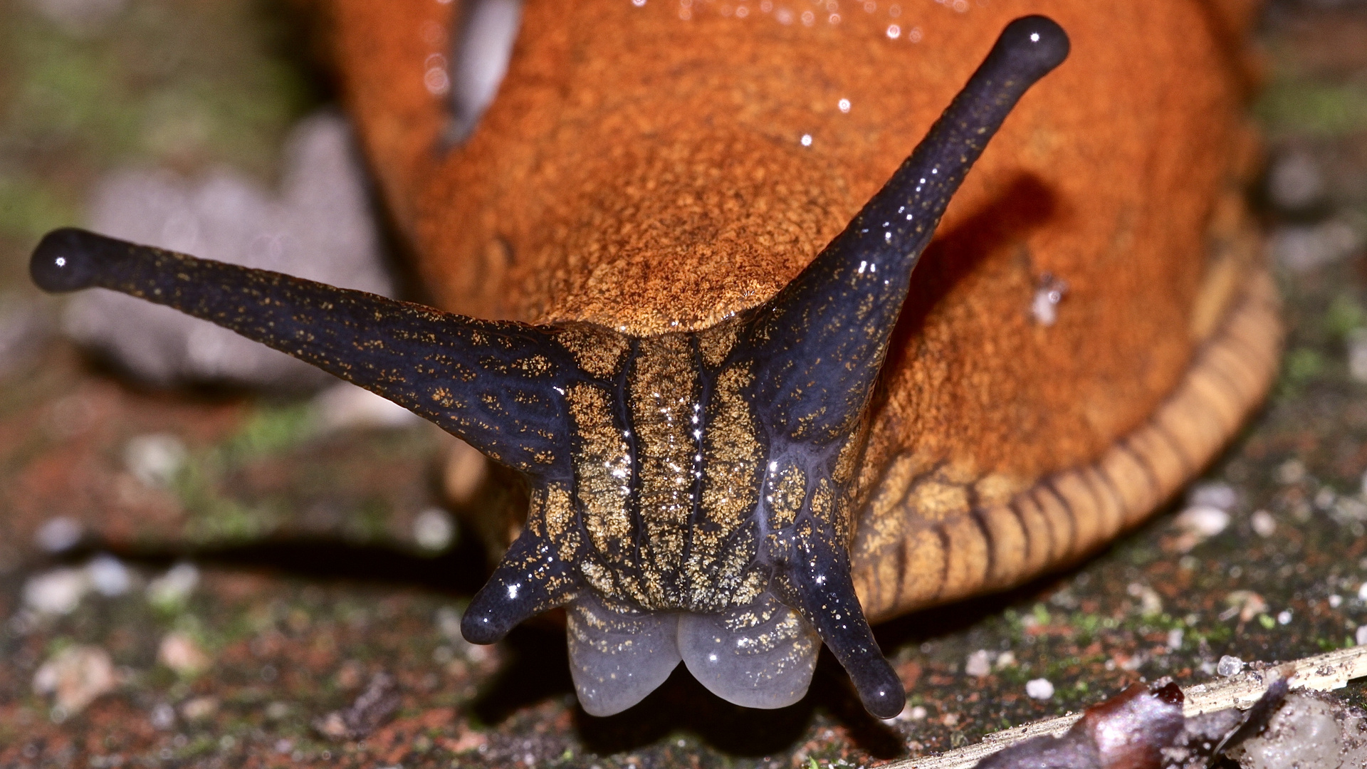 (9) Eine WEGSCHNECKE (Arion sp.)