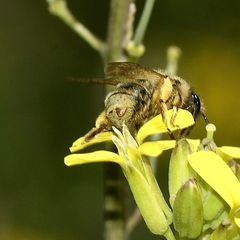 (9) FÄCHERFLÜGLER (Ordnung STREPSIPTERA)