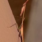 (9) Gottesanbeterinnen aus dem Krüger-Nationalpark (KNP) in Südafrika