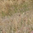 (9) Hilltopping, Tarnung und Eiablage des WEISSEN WALDPORTIERs (BRINTESIA CIRCE)