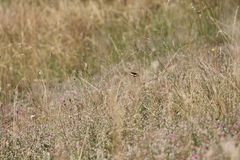 (9) Hilltopping, Tarnung und Eiablage des WEISSEN WALDPORTIERs (BRINTESIA CIRCE)