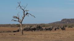 9 Impressionen Madikwe, Südafrika