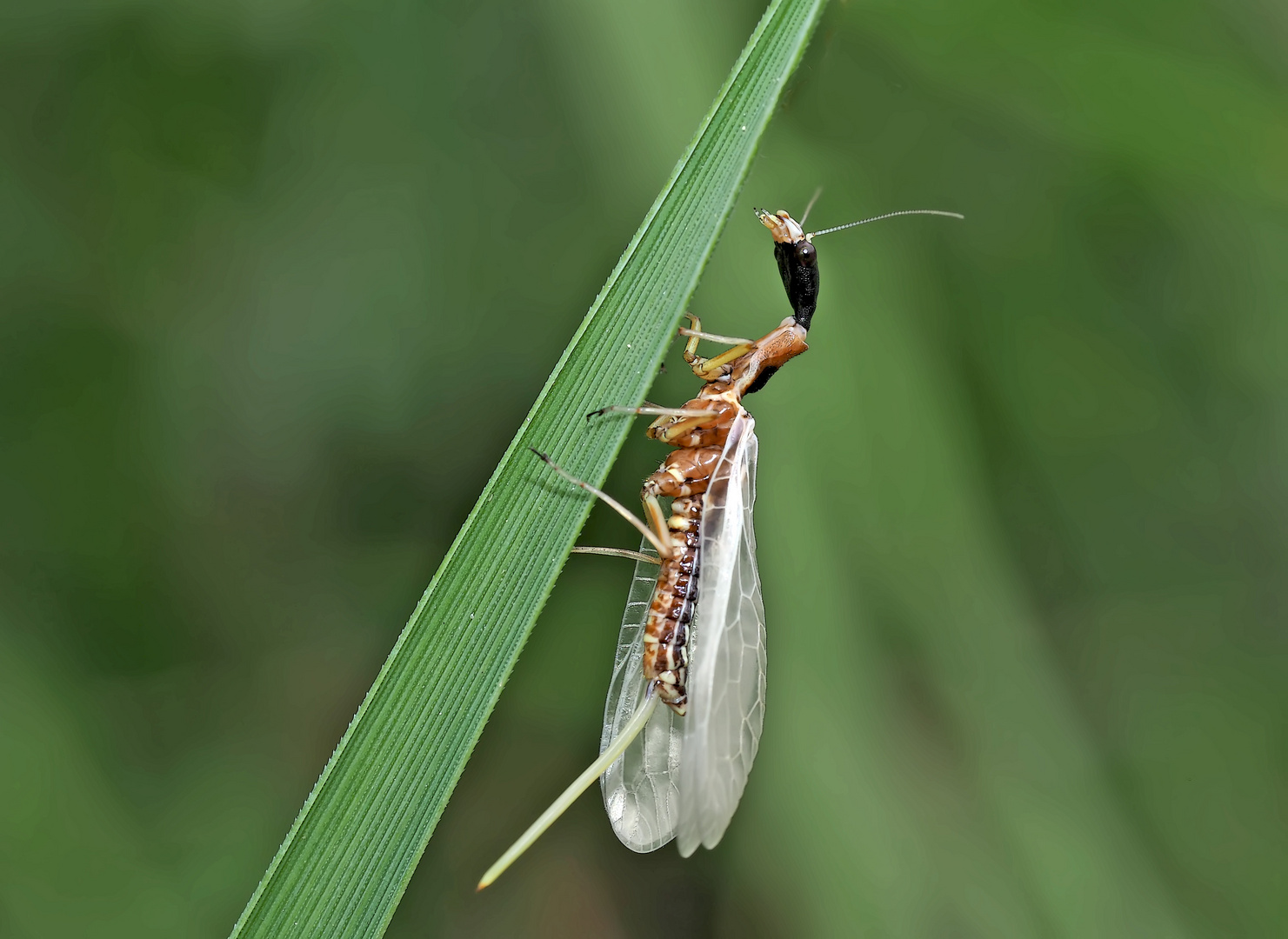  9. Kamelhalsfliege (Raphidia sp.): Metamorphose! Aufnahme 65 Minuten nach dem 1. Foto.