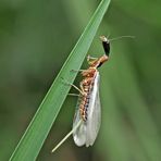  9. Kamelhalsfliege (Raphidia sp.): Metamorphose! Aufnahme 65 Minuten nach dem 1. Foto.