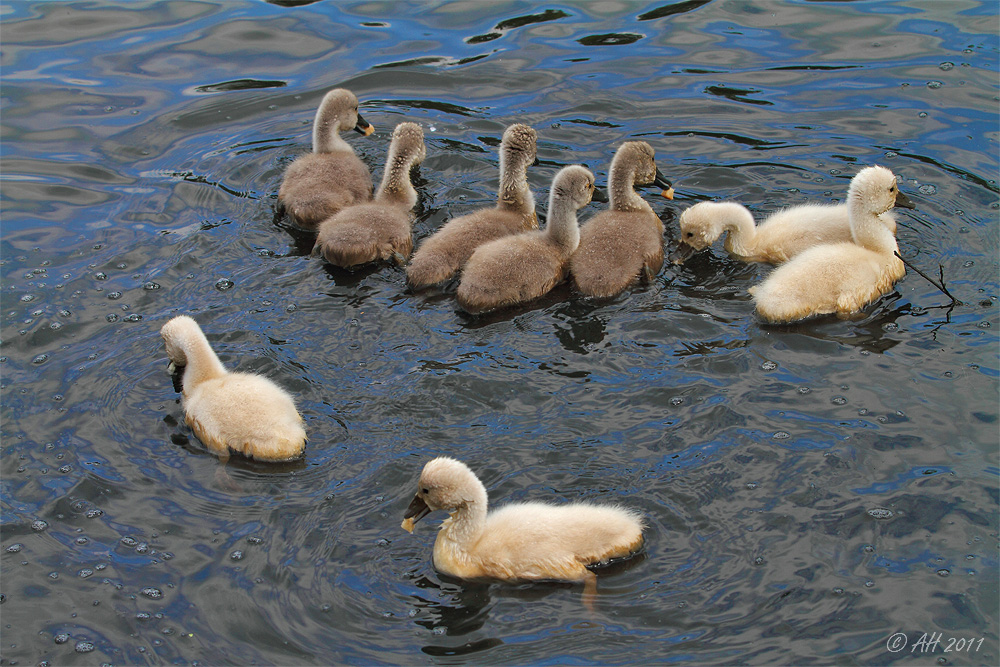 9 kleine Plüschtiere