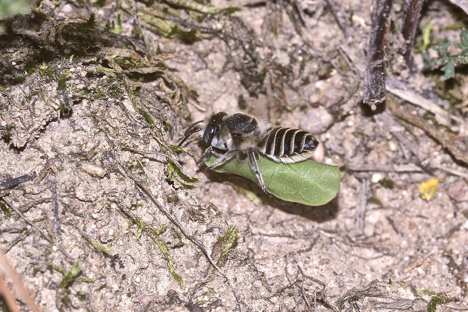 (9) "Meine" Bienenkolonie 2019 - Im kalten Winter Vorfreude auf den nächsten Sommer ...