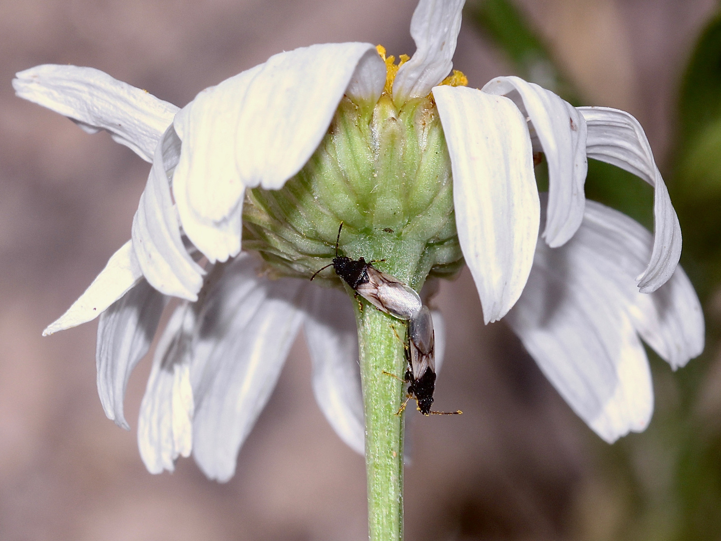 (9) METOPOPLAX DITOMOIDES, die WESTLICHE KAMILLENWANZE