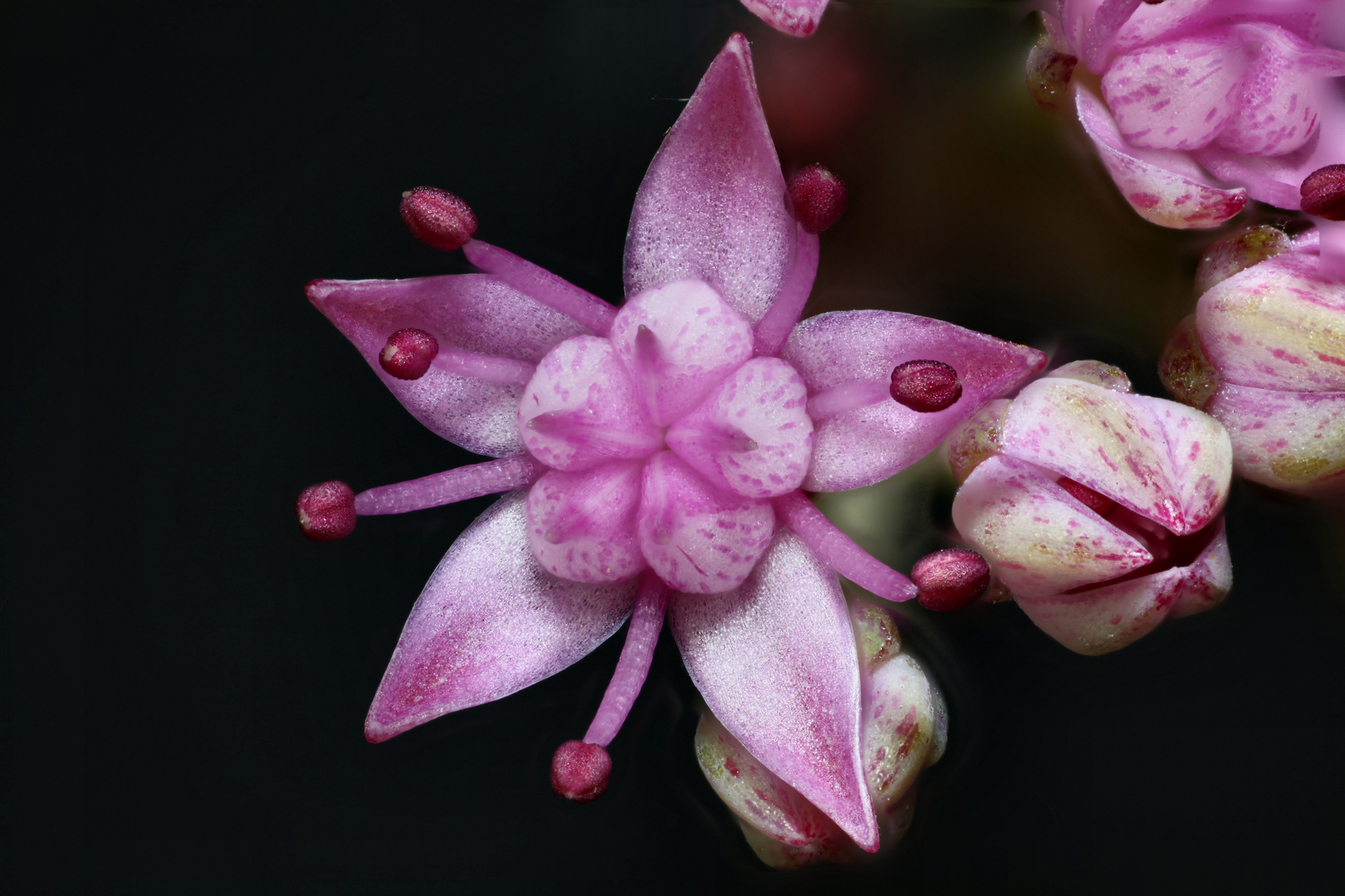 9 mm große Blüte der Fetthenne