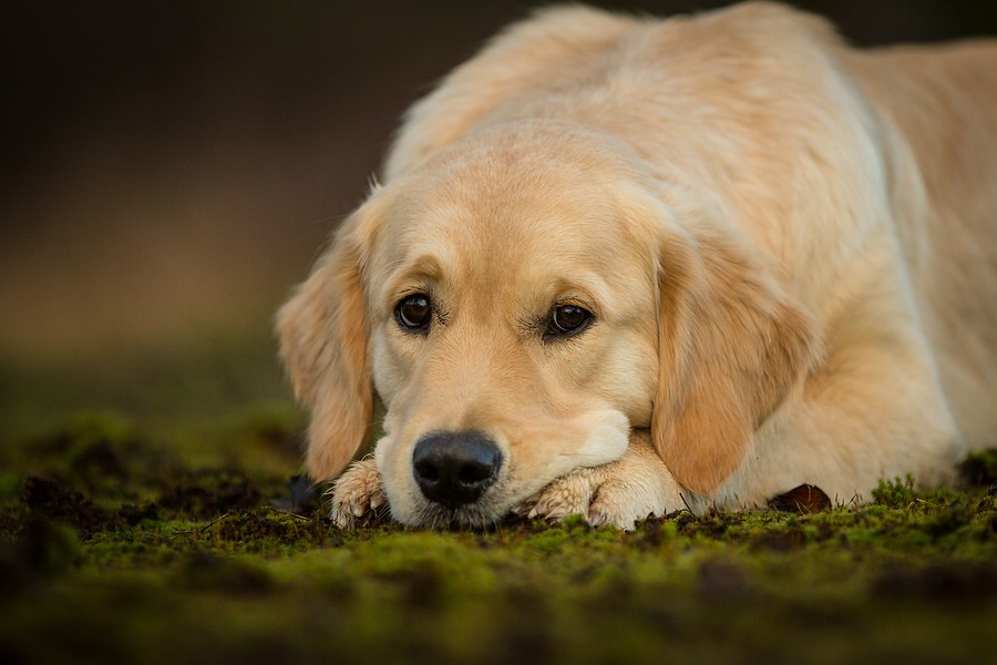 9 Monate alter Golden Retriever